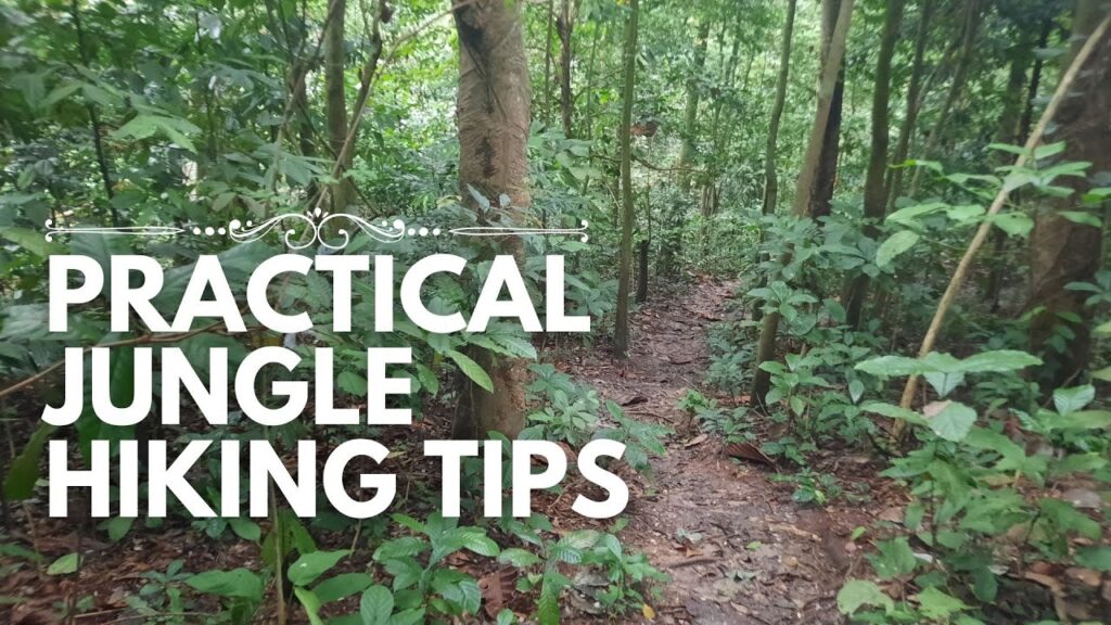 Read more about the article Practical Jungle Hiking Tips for Beginners in a Malaysian Rainforest